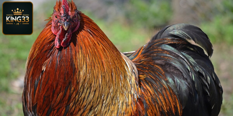 Tìm hiểu về giống gà Bắc Kinh
